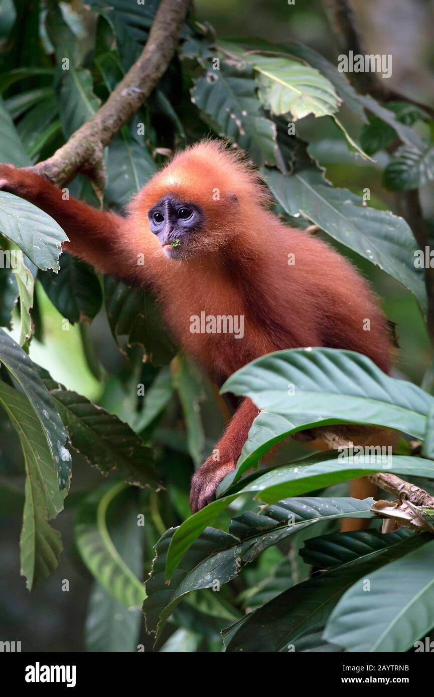 Scimmia foglia rossa (Presbytis rubicunda), endemica di Borneo Island, Danum Valley Conservation Area, Sabah, Borneo, Malesia Foto Stock