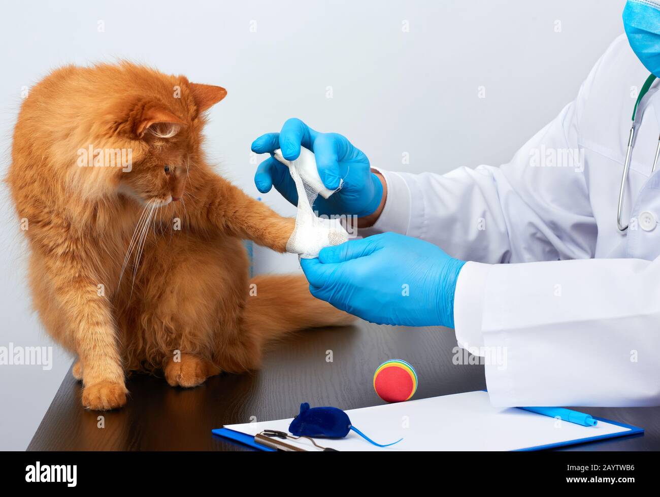 l'uomo veterinario in un cappotto medico bianco e i guanti sterili blu si siede ad un tavolo e bendando la sua zampa ad un gatto rosso peloso adulto, posto di lavoro del veterinario, whit Foto Stock
