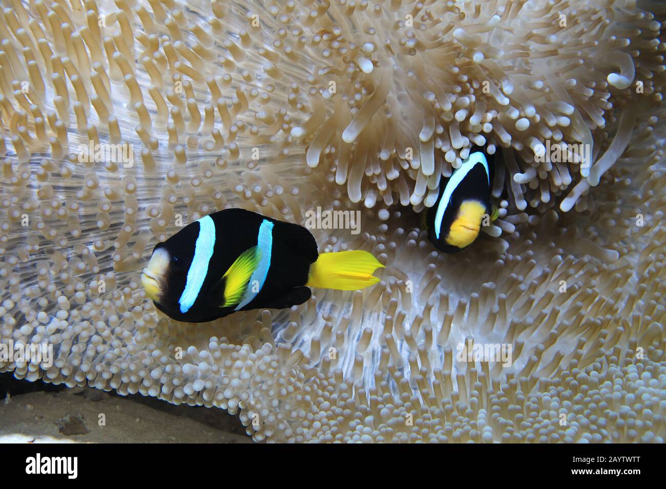 Pagliaccio di coda gialla (Amphiprion clarkii) sott'acqua con anemone di mare nell'oceano indiano Foto Stock