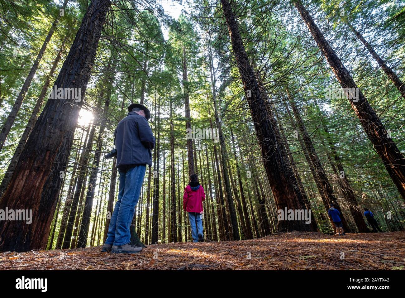 Secuoyas del Monte Cabezón son , Espacio Natural Protegido, Cabezón de la Sal, Cantabria, Spagna. Foto Stock