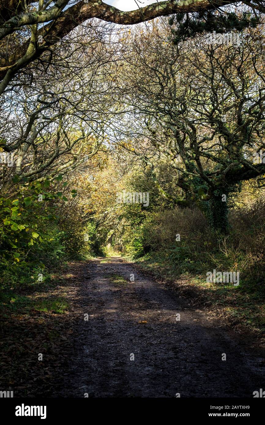 Un sentiero fangoso a Colan Woods, i terreni coltivati dello storico Fir Hill Manor nella parrocchia di Colan a Newquay in Cornovaglia. Foto Stock