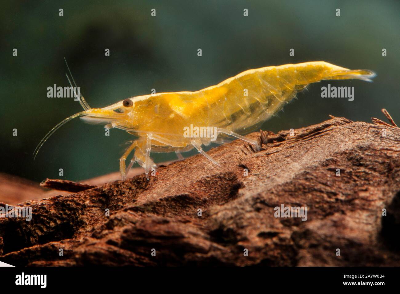 Gamberetto di ciliegio, gamberetto nano (Neocardiina davidi, eteropoda di Neocardiina), vista laterale, Neon fuoco giallo Foto Stock