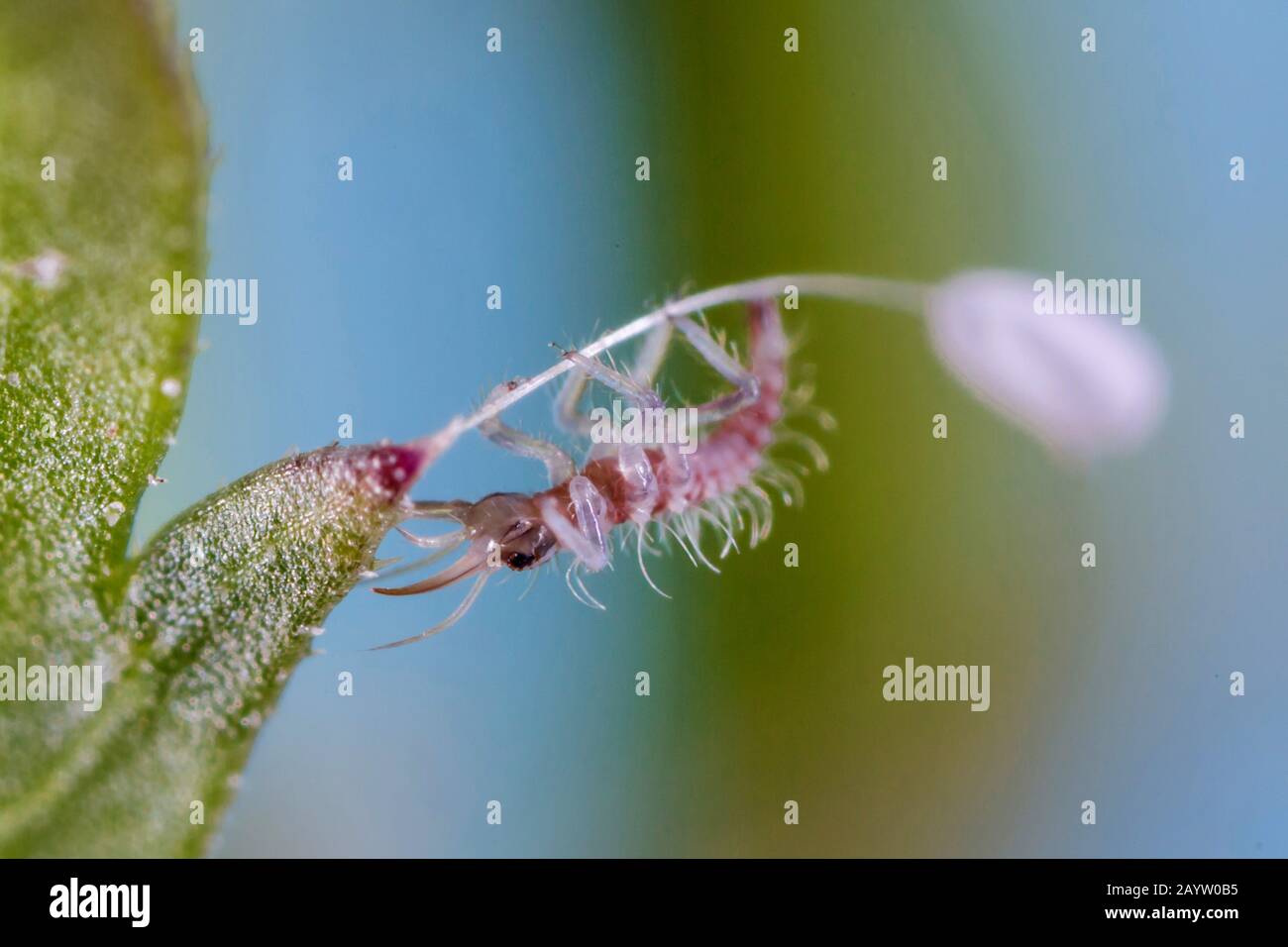 Allacciamenti verdi, ali verdi di pizzo (Chrysoperla carnea, Chrysopa carnea, Anisochrya carnea), appena schiantato foglie di larva parlato uovo, Germania, Baviera, Niederbayern, Bassa Baviera Foto Stock