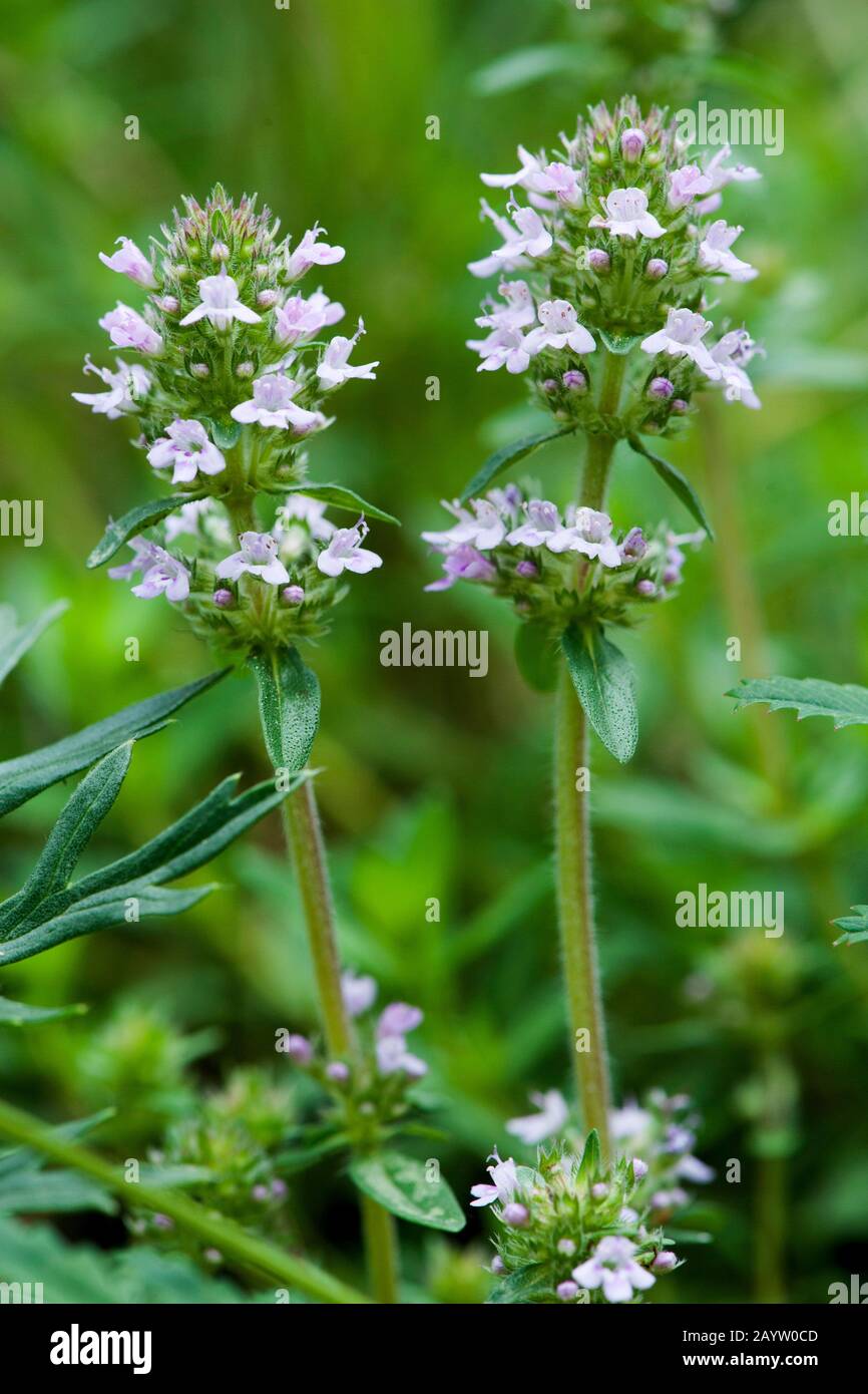 Thyme eurasiatica (Thymus pannonicus), fioritura, Germania Foto Stock
