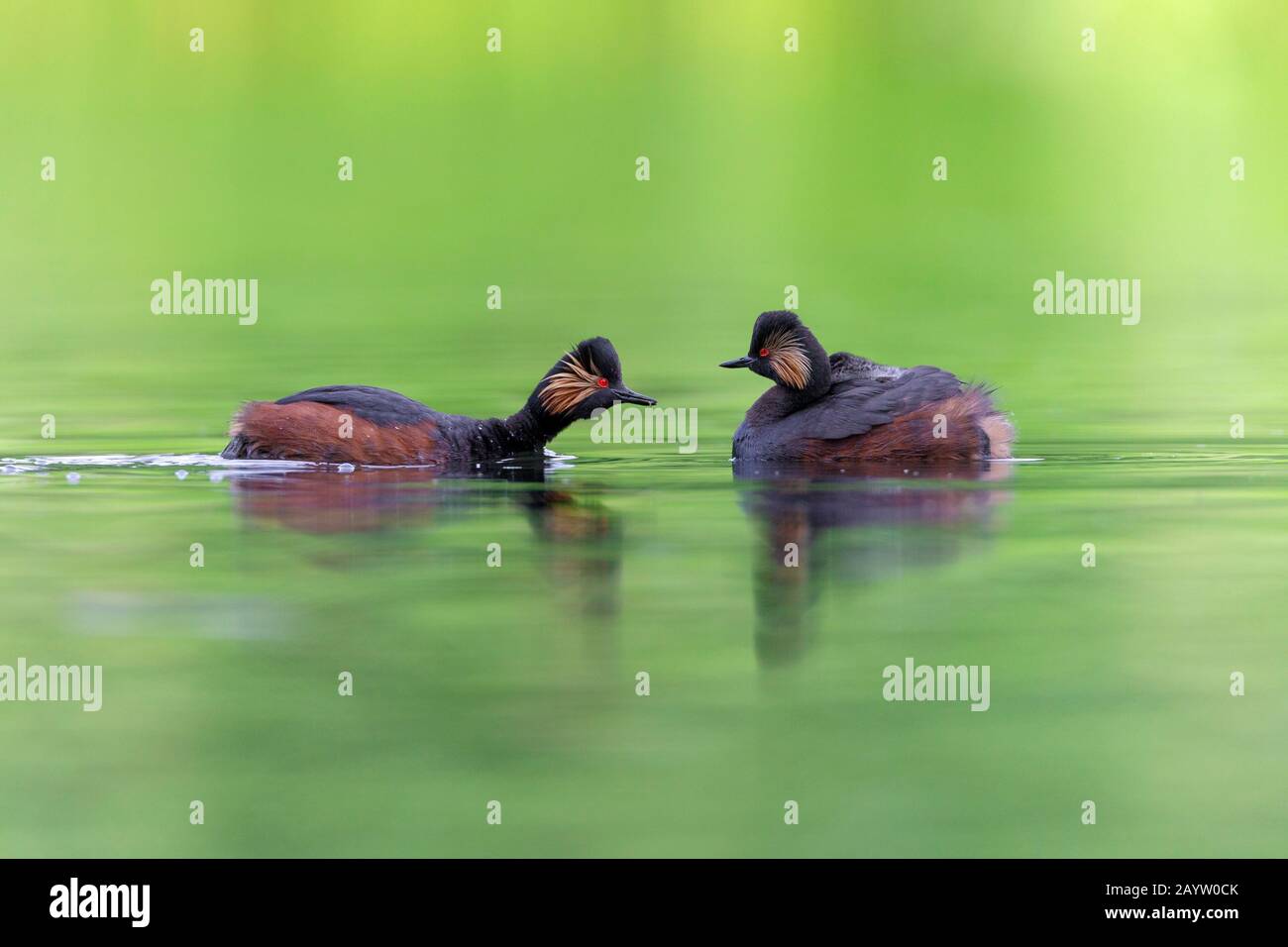 Grebe a collo nero (Podiceps nigricollis), due uccelli adulti nuotatori in piumaggio allevamento, vista laterale, Germania, Baviera Foto Stock