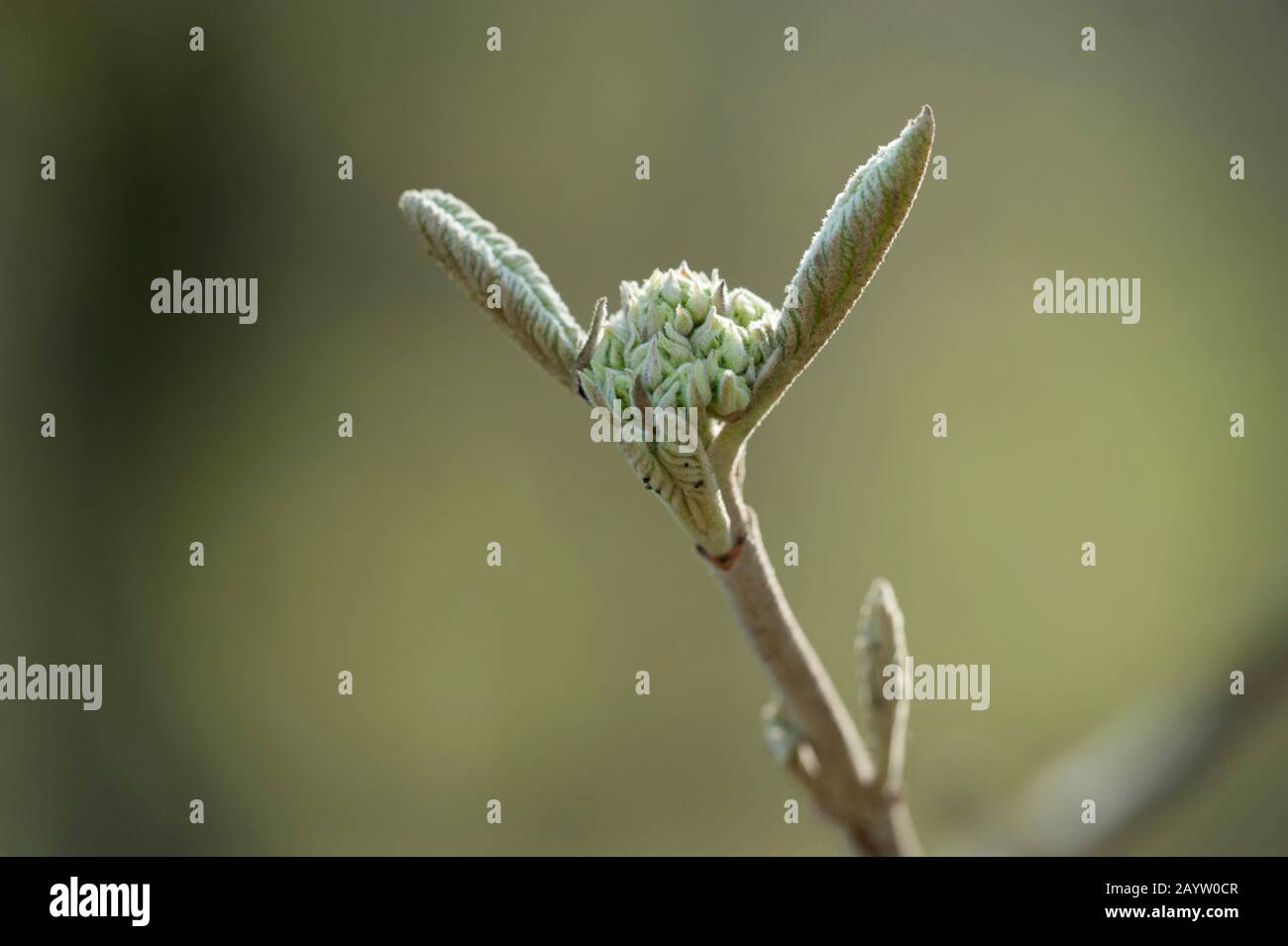 Viburno variegated Lantana (Viburnum lantana 'Variegatum', Viburnum lantana Variegatum), boccioli di fiori Foto Stock