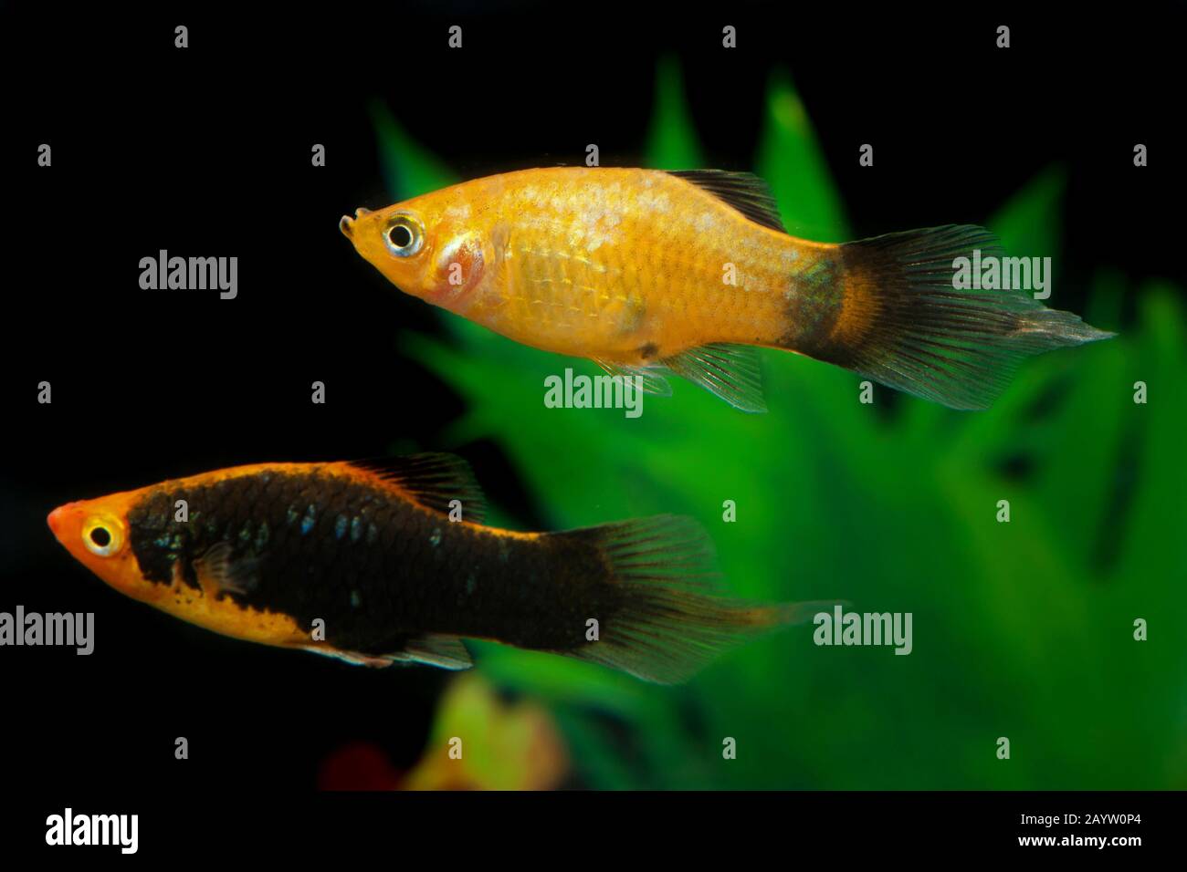 Pesce platyfish meridionale (Xiphophorus maculatus), forma di allevamento Pinsel, coppia Foto Stock