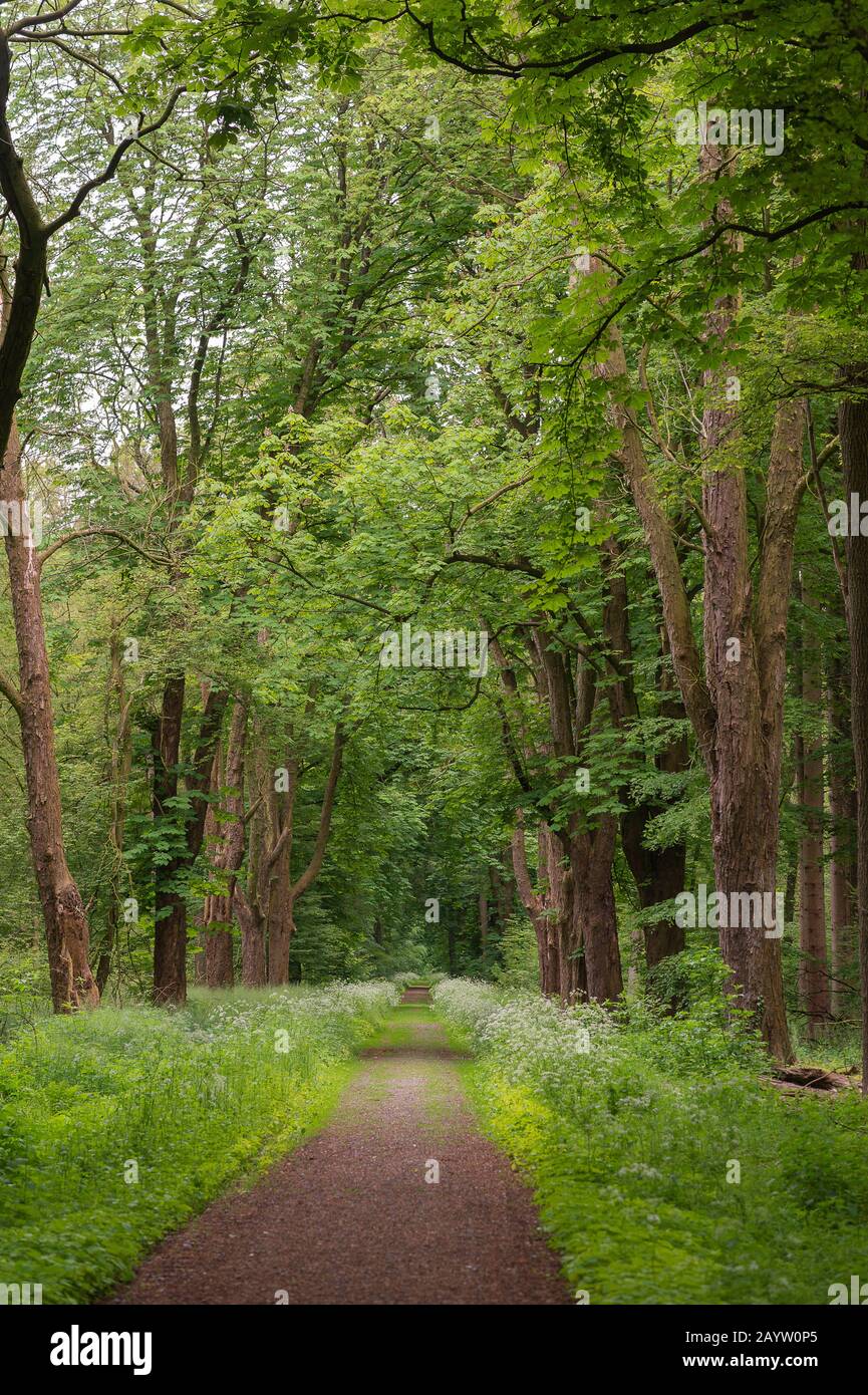 Percorso forestale nella riserva naturale Hasbruch, NSG Hasbruch Foto Stock