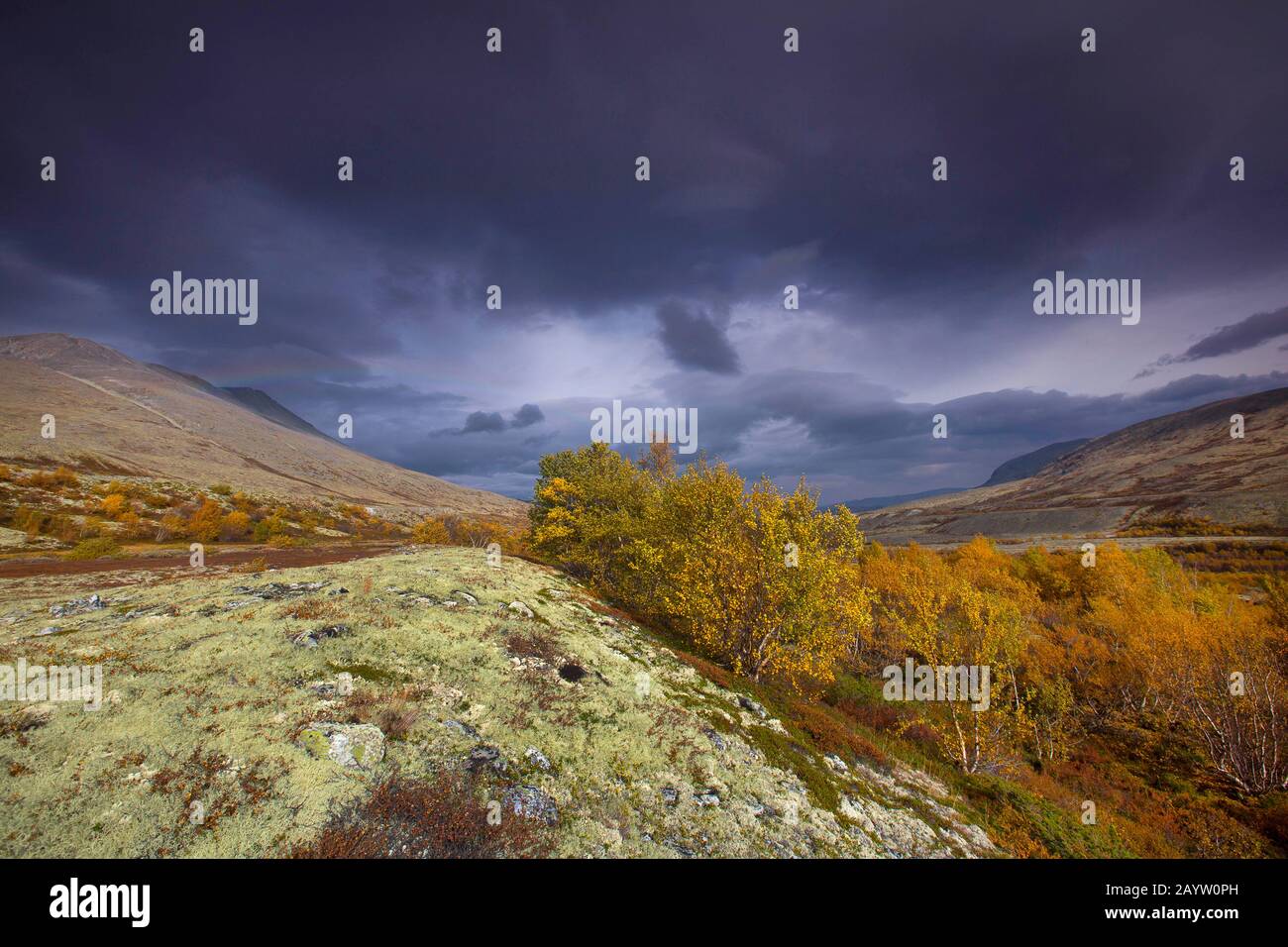 Betulla (spec. Di Betula), tundra con licheni renne, Cladonia rangiferina, Norvegia, Oppdal, Parco Nazionale Rondane Foto Stock