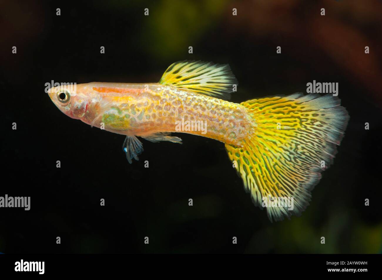 GuppY (Poecilia reticulata, Lebistes reticulatus, Lebistes reticulata), razza Cobra dorato Foto Stock