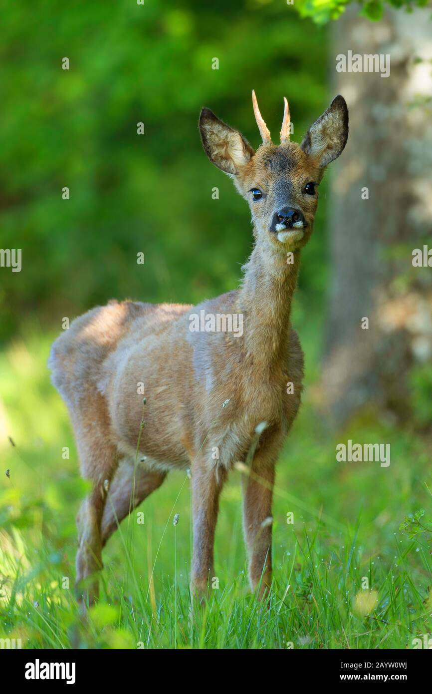 Capriolo (Capreolo capreolo), capriolo giovane in una radura forestale, Belgio, Viroinvallei, Dourbes Foto Stock