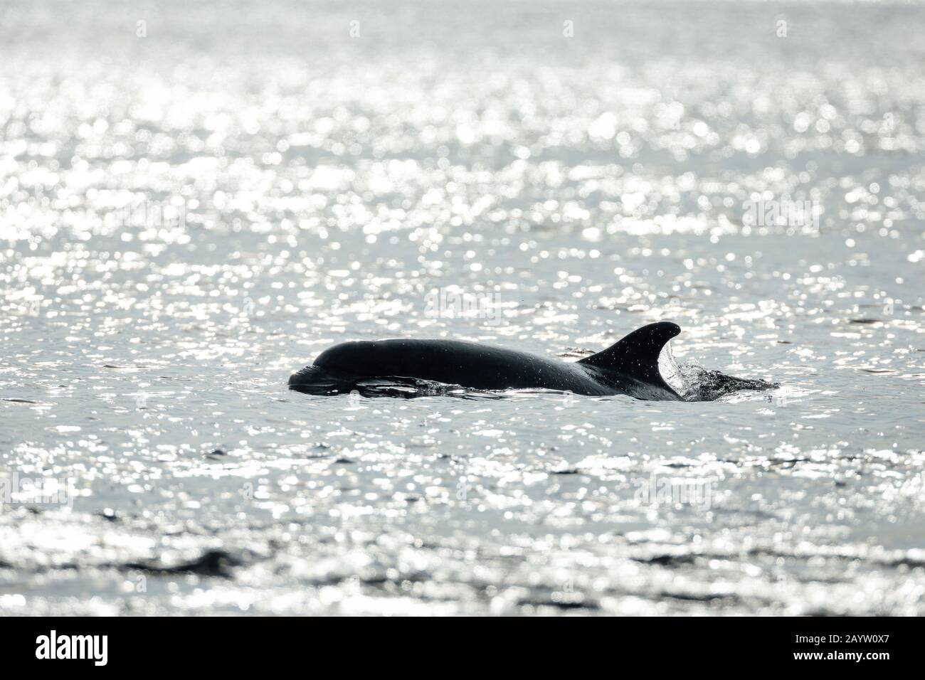 Delfino Bottlenosed, delfino comune imbottigliato (Tursiops truncatus), nuoto sulla superficie dell'acqua, vista laterale, Regno Unito, Scozia, Black Isle, Chanonry Point Foto Stock