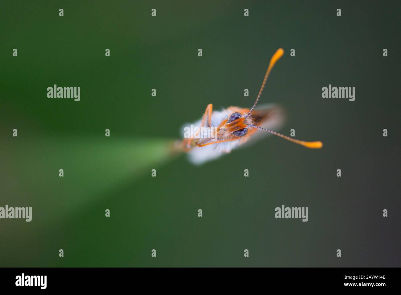 Marsh fritillary (Euphydryas aurinia debilis, Eurodyas aurinia debilis, Melitaea aurinia debilis), ritratto, Francia, Indre, la Brenne Foto Stock