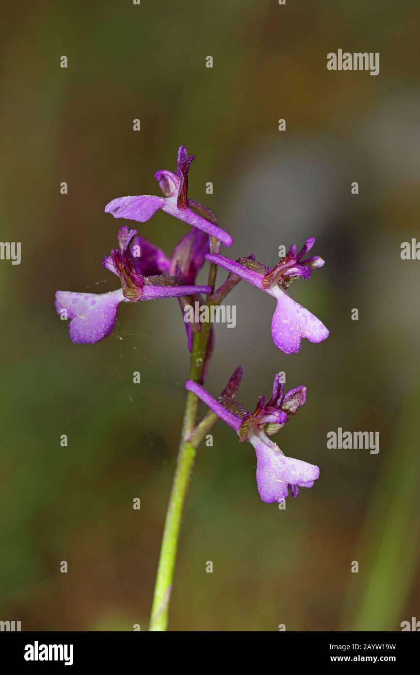 Orchidea dalle ali verdi, orchidea dalle venature verdi (Orchis morio, Anacamptis morio), infiorescenza, Grecia, Lesbo Foto Stock