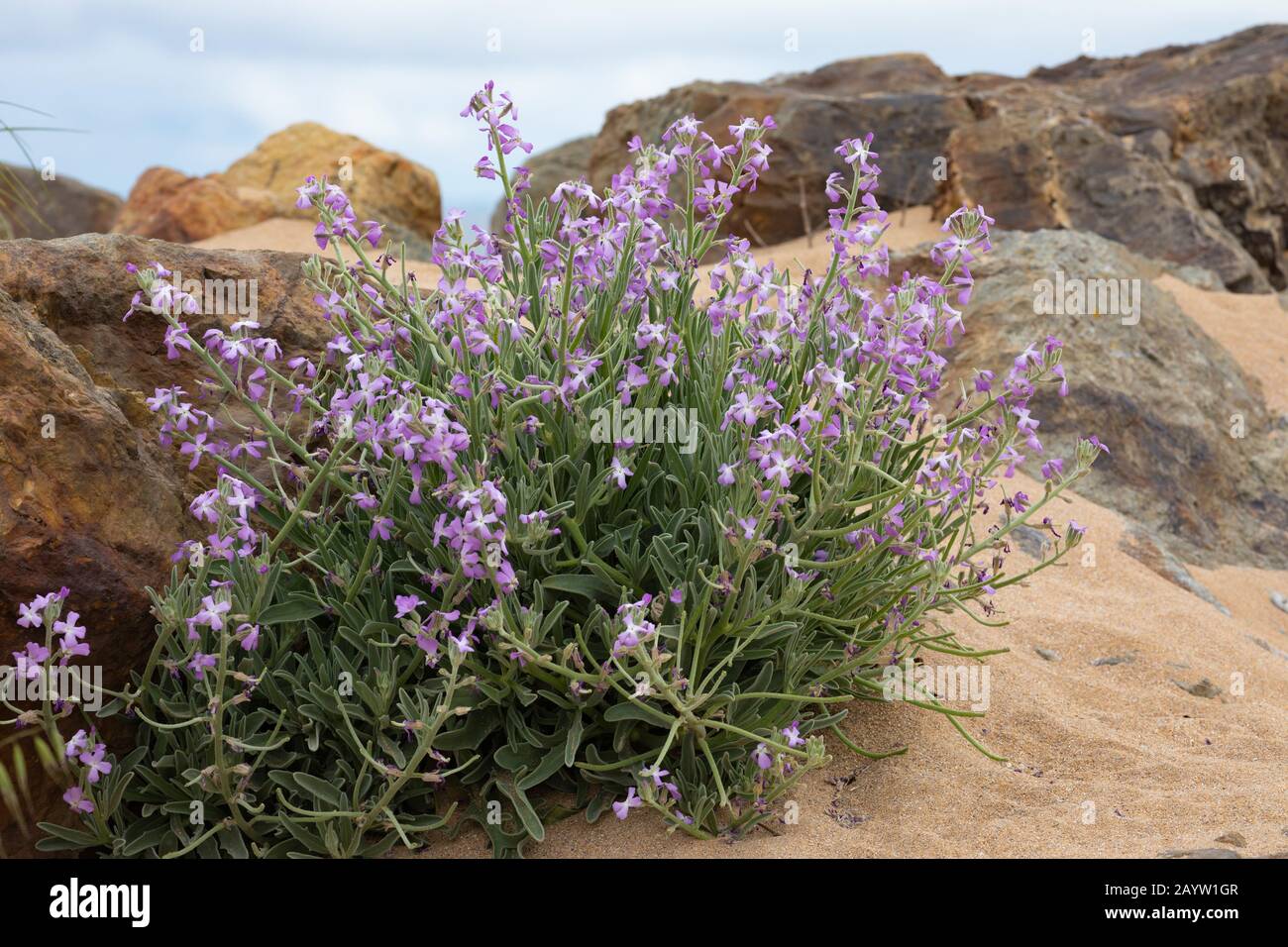 Great Sea Stock (Matthiola Sinusata), Fioritura, Francia, Bretagna Foto Stock