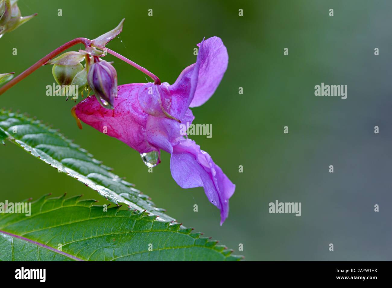 Balsam himalayano, balsam indiano, oreficeria rossa, oreficeria ornamentale, casco di polizia (Impatiens glandulifera), fiore con caduta di rugiada, Germania, Renania settentrionale-Vestfalia Foto Stock