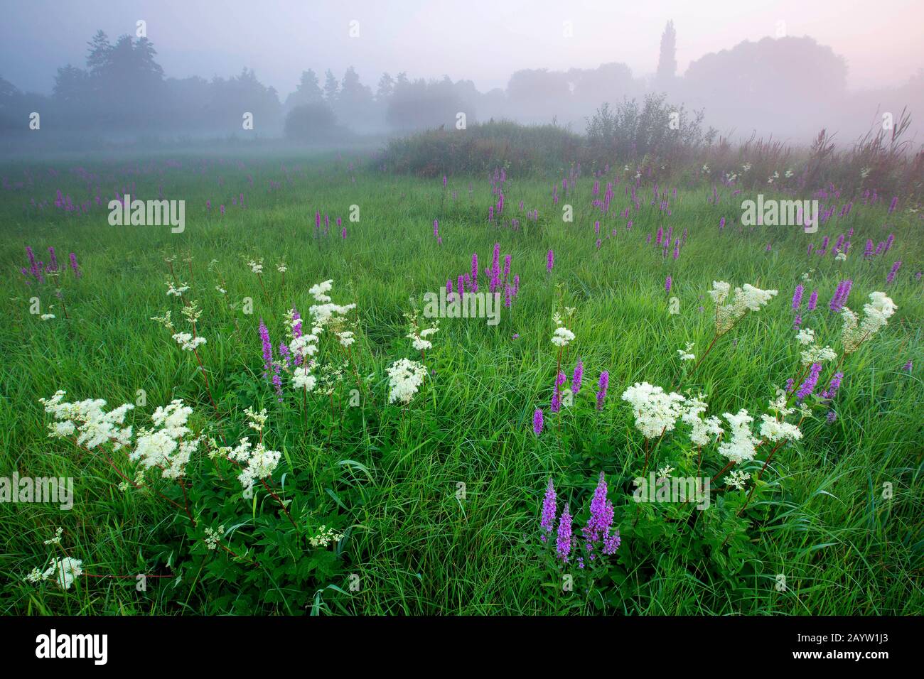 Meadowsweet, regina del prato (filippendula ulmaria), fiorendo con il bottegrife in una palude prati in nebbia mattutina, Belgio, Fiandre Orientali, Bourgoyen Foto Stock