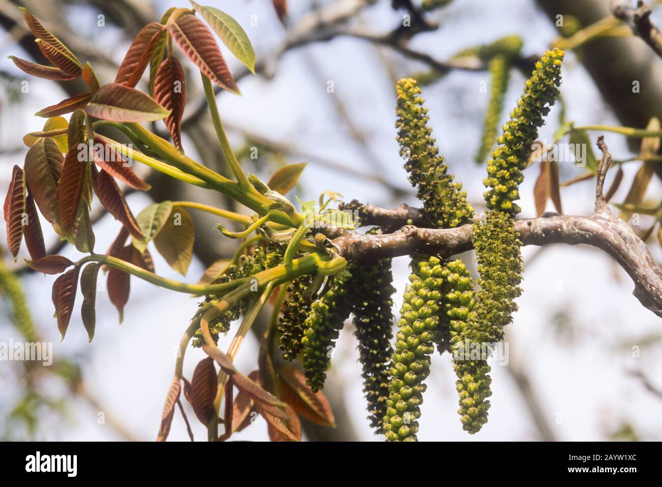 Noce (Juglans regia), maschio amenti su un ramo, Germania Foto Stock