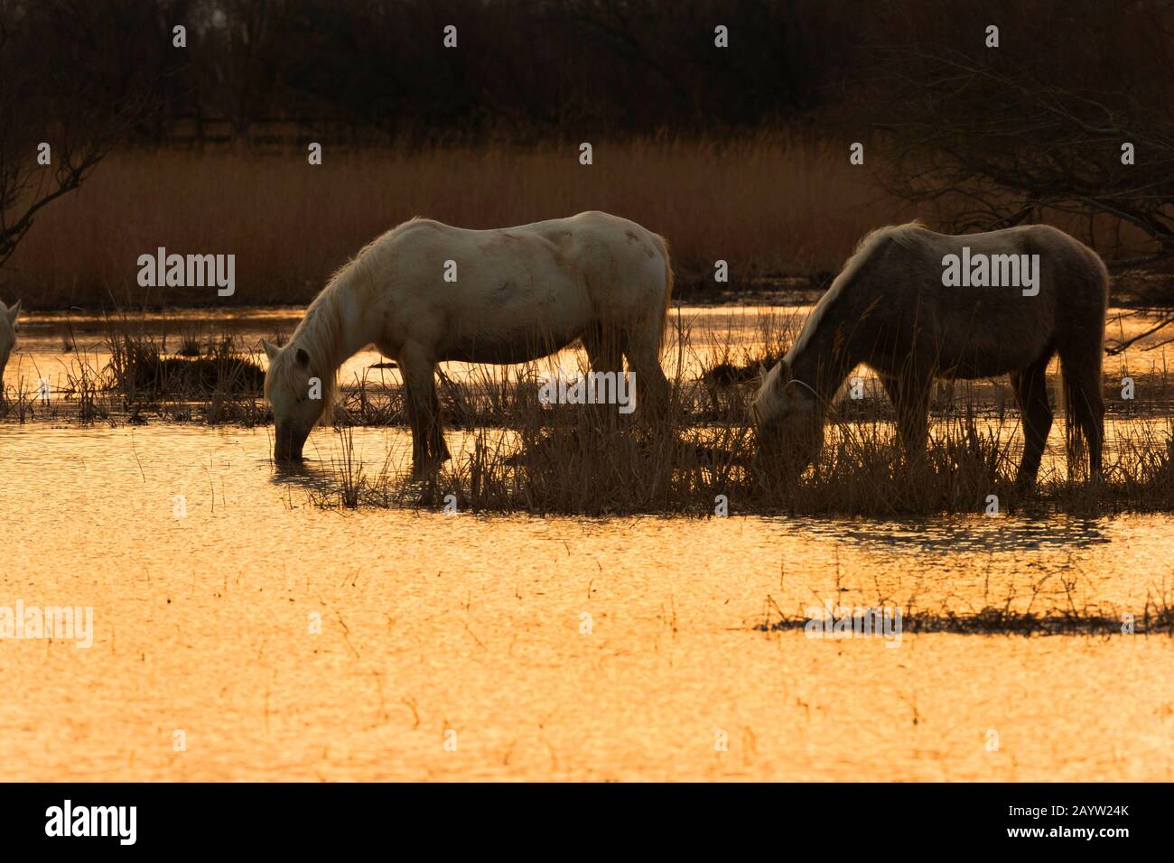 Cavallo Camargue (Equus przewalskii F. caballus), cavalli bere in acque poco profonde, Spagna, Roses Foto Stock