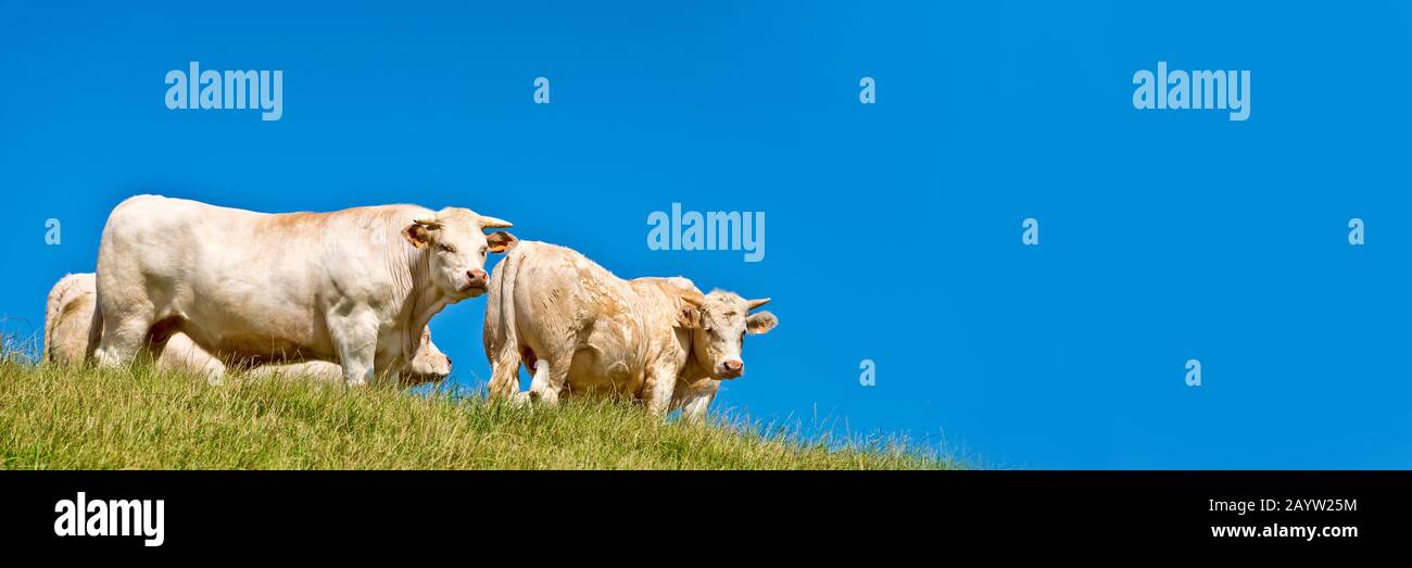 Panorama di mucche bianche su una collina, sfondo cielo blu Foto Stock