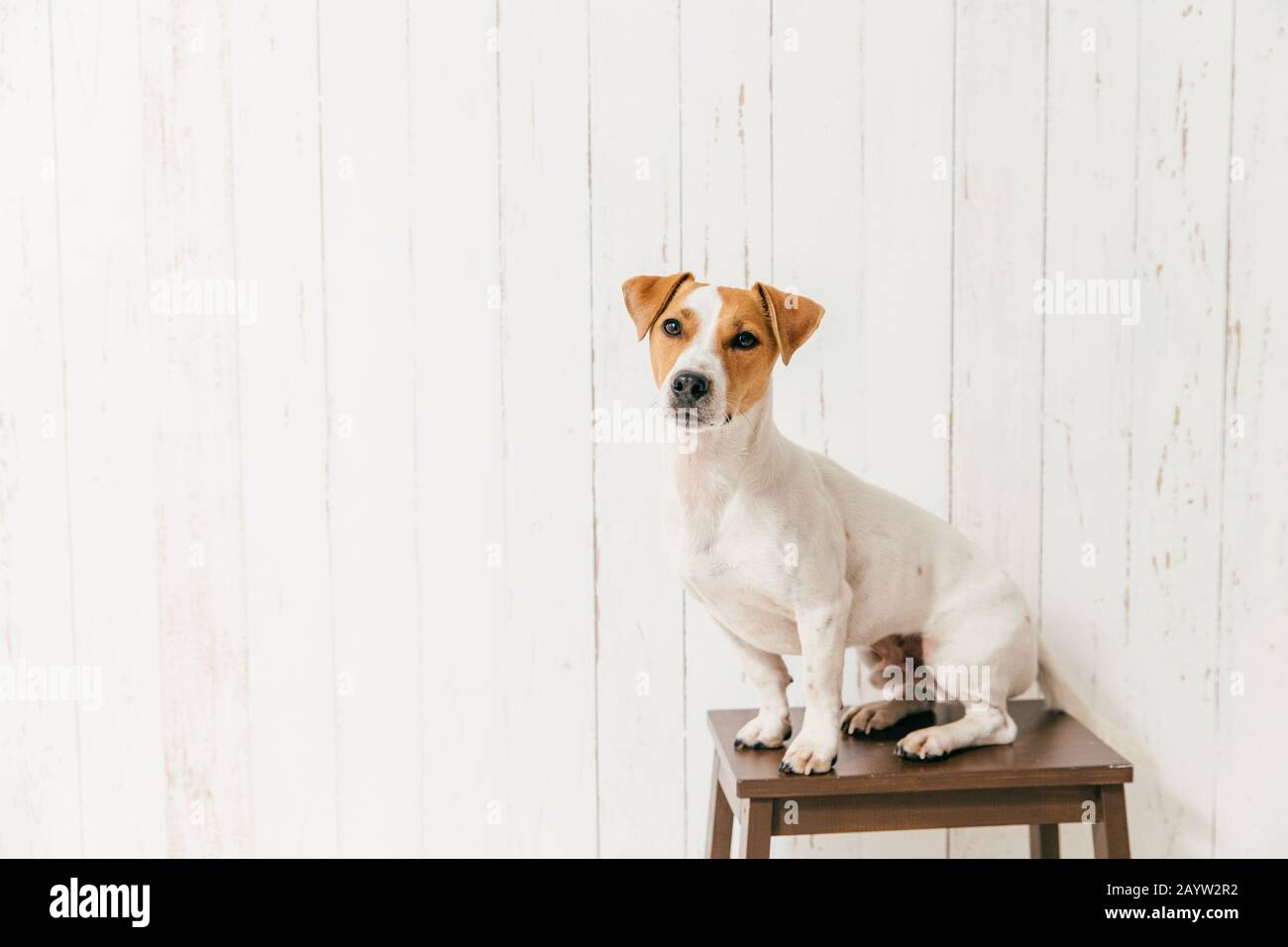 Piccolo jack russell terrier cane sulla sedia ha smart guardare fotocamera, avvisi qualcosa di interessante in distanza, pone contro il muro bianco con cop vuoto Foto Stock