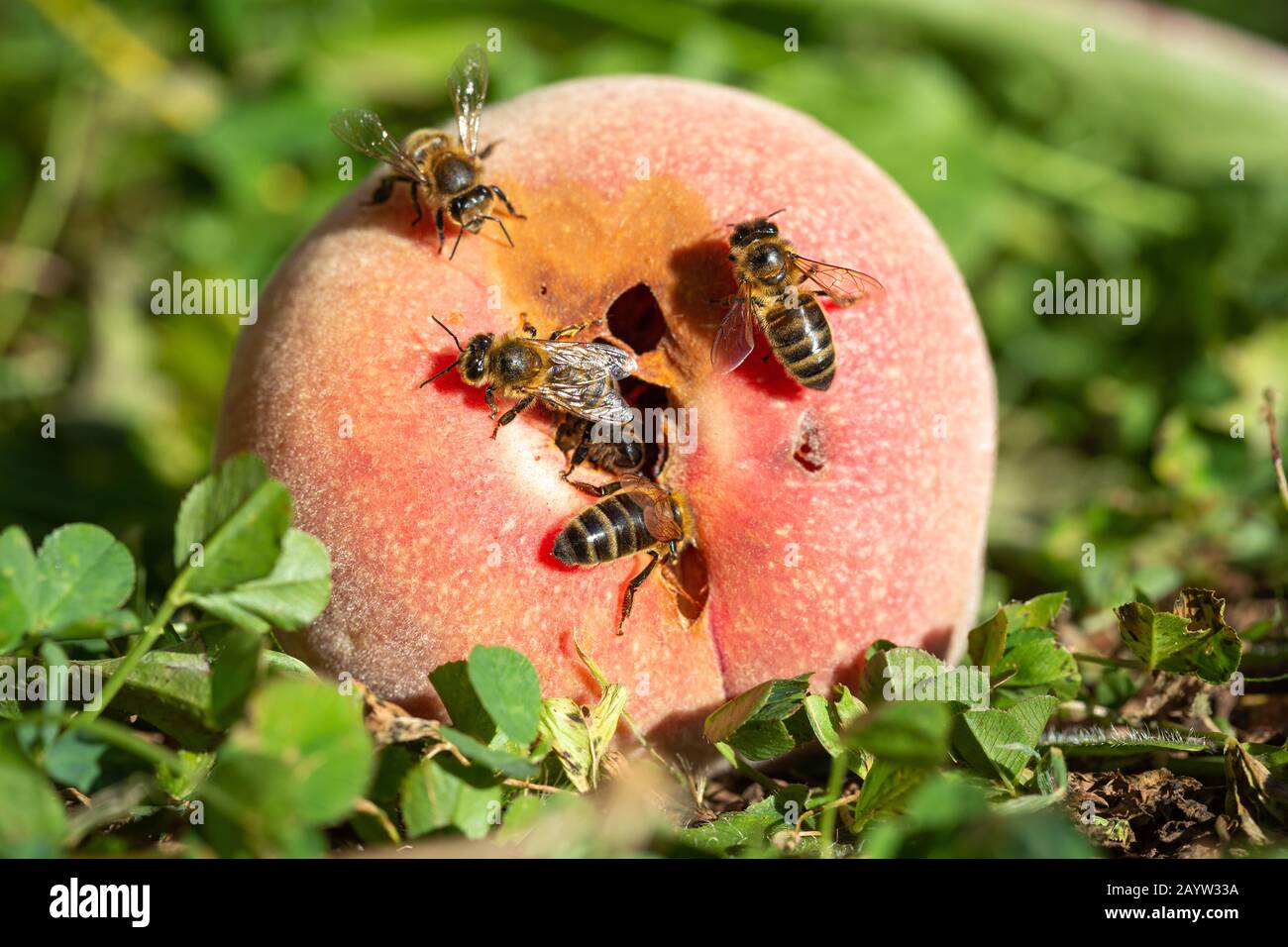 Western Honey api - Apis mellifera - alimentazione sullo zucchero di un Peach surmaturo sdraiato nell'erba nel sole estivo. Foto Stock