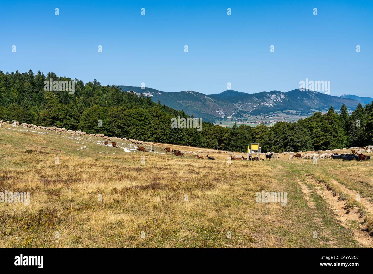 Vista del paesaggio del Vercors, pecore con cane del bestiame vicino Chamaloc, Francia Foto Stock