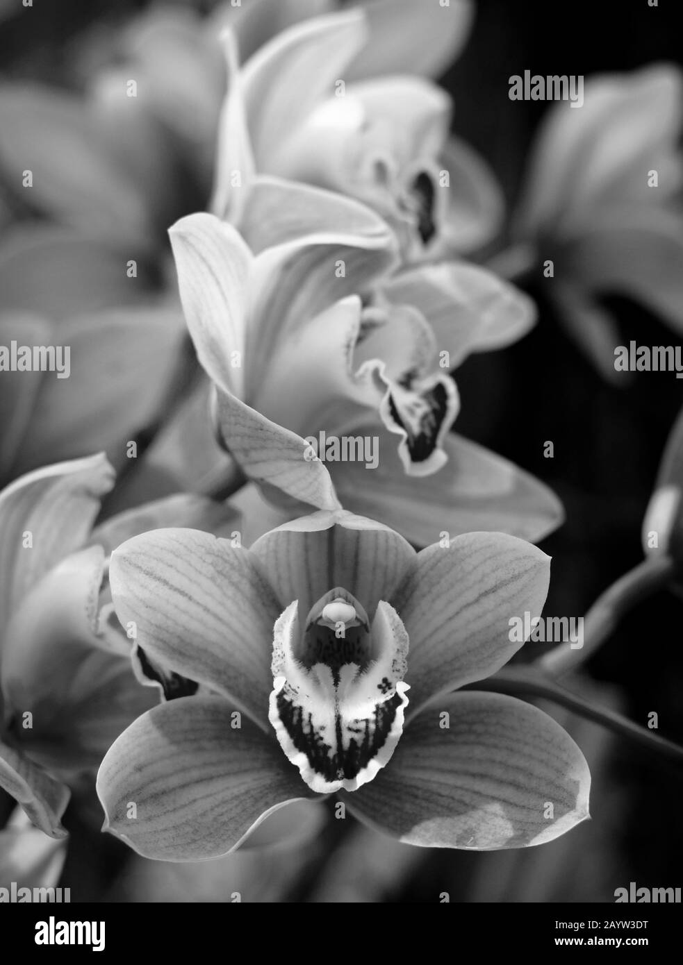 Le orchidee phalaenopsis fioriscono alla serra botanica. Sfondo floreale bianco e nero. Foto Stock