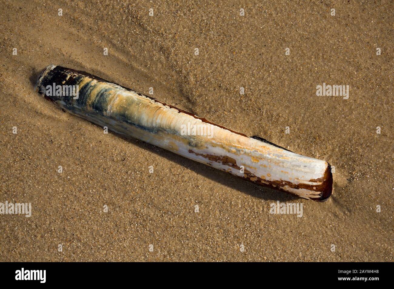 Un pesce zorfish Pod vuoto, o guscio di clam rasoio, Enis siliqua, lavato su una spiaggia sabbiosa nella zona intercotidale a bassa marea. Dorset Inghilterra GB Foto Stock
