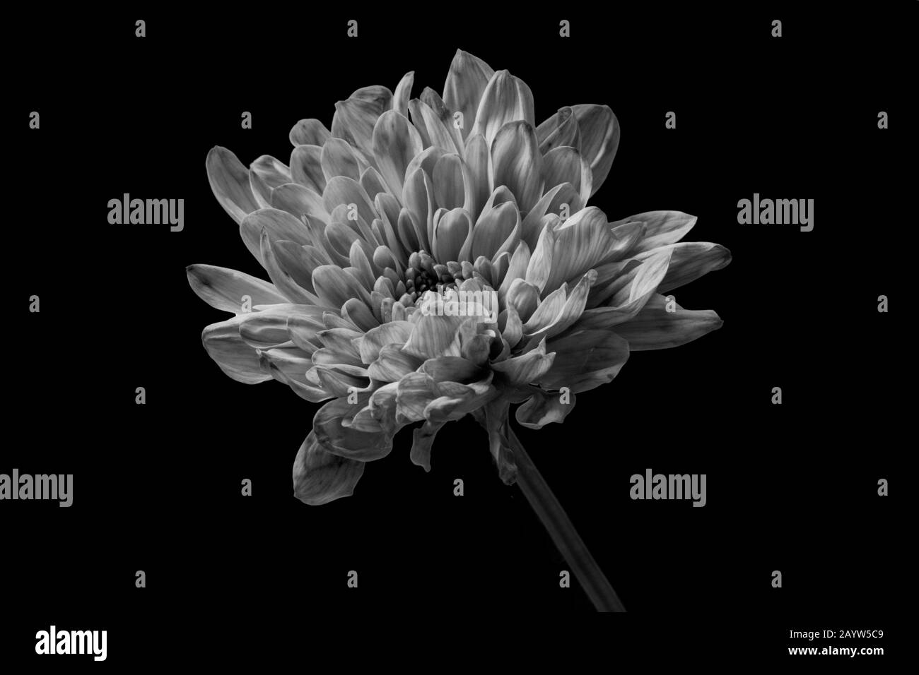Chrysanthemum bianco e nero su sfondo nero. Foto Stock