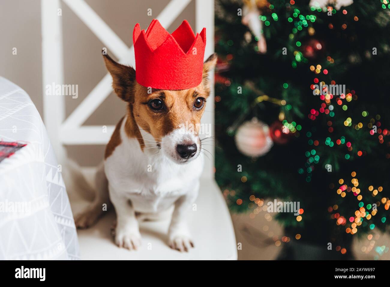 Festive jack russell cane in carta rossa corona si siede vicino ad albero di Natale, pone alla fotocamera. Simbolo del nuovo anno. Piccolo pet pone contro decorate Anno Nuovo Foto Stock