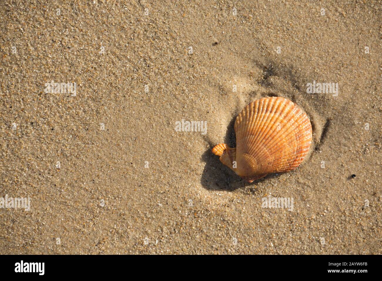 Un guscio della capesante Variegated, Chlamys distorcta, lavato in su nella zona intertidale se una spiaggia sabbiosa alla bassa marea. Dorset Inghilterra GB Foto Stock