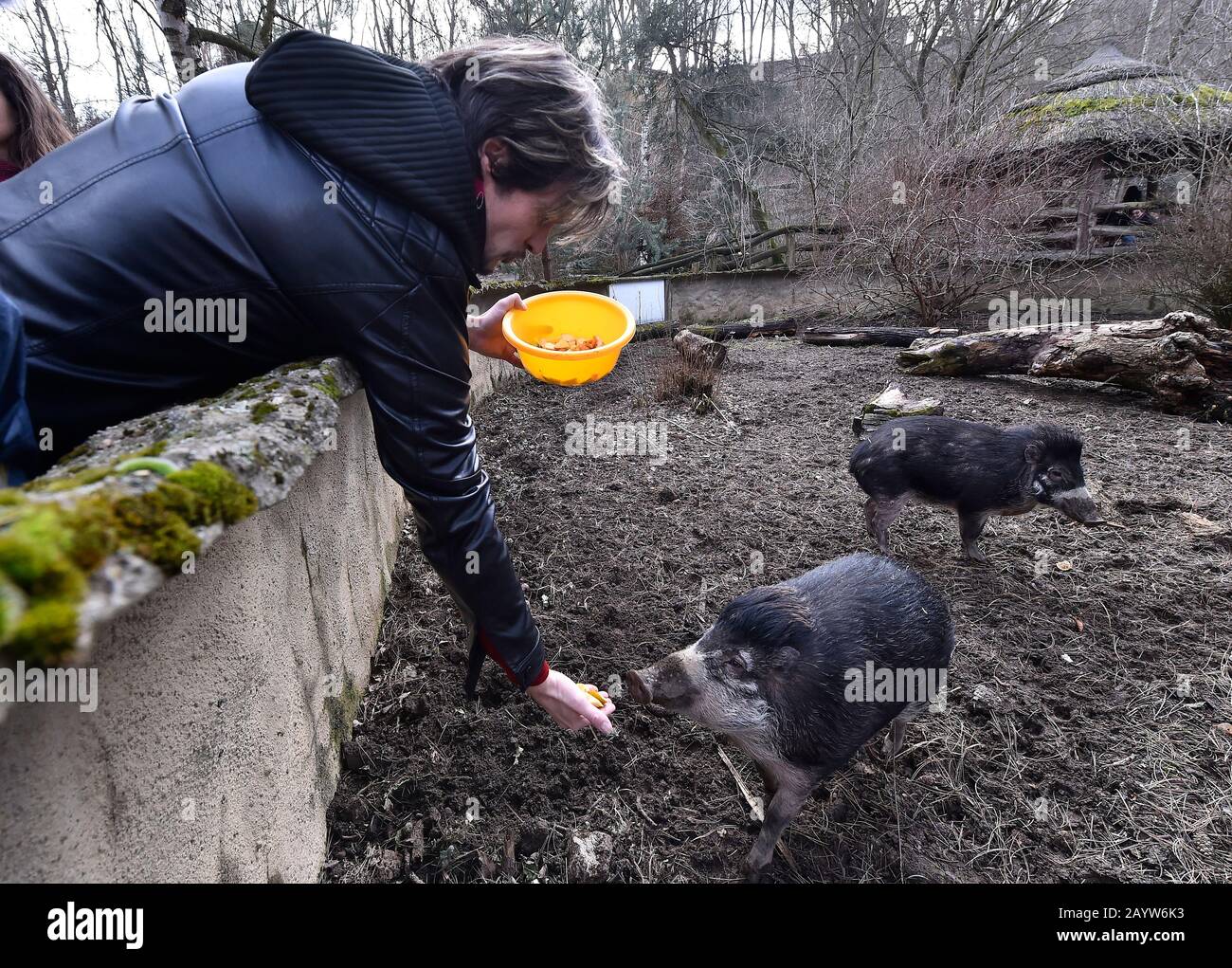 Jihlava, Repubblica Ceca. 15th Feb, 2020. Il maiale di warty di Visayan (Sus cebifrons) è visto nello Zoo di Jihlava, nella Repubblica Ceca, il 15 febbraio 2020. Credito: Lubos Pavlicek/Ctk Foto/Alamy Live News Foto Stock