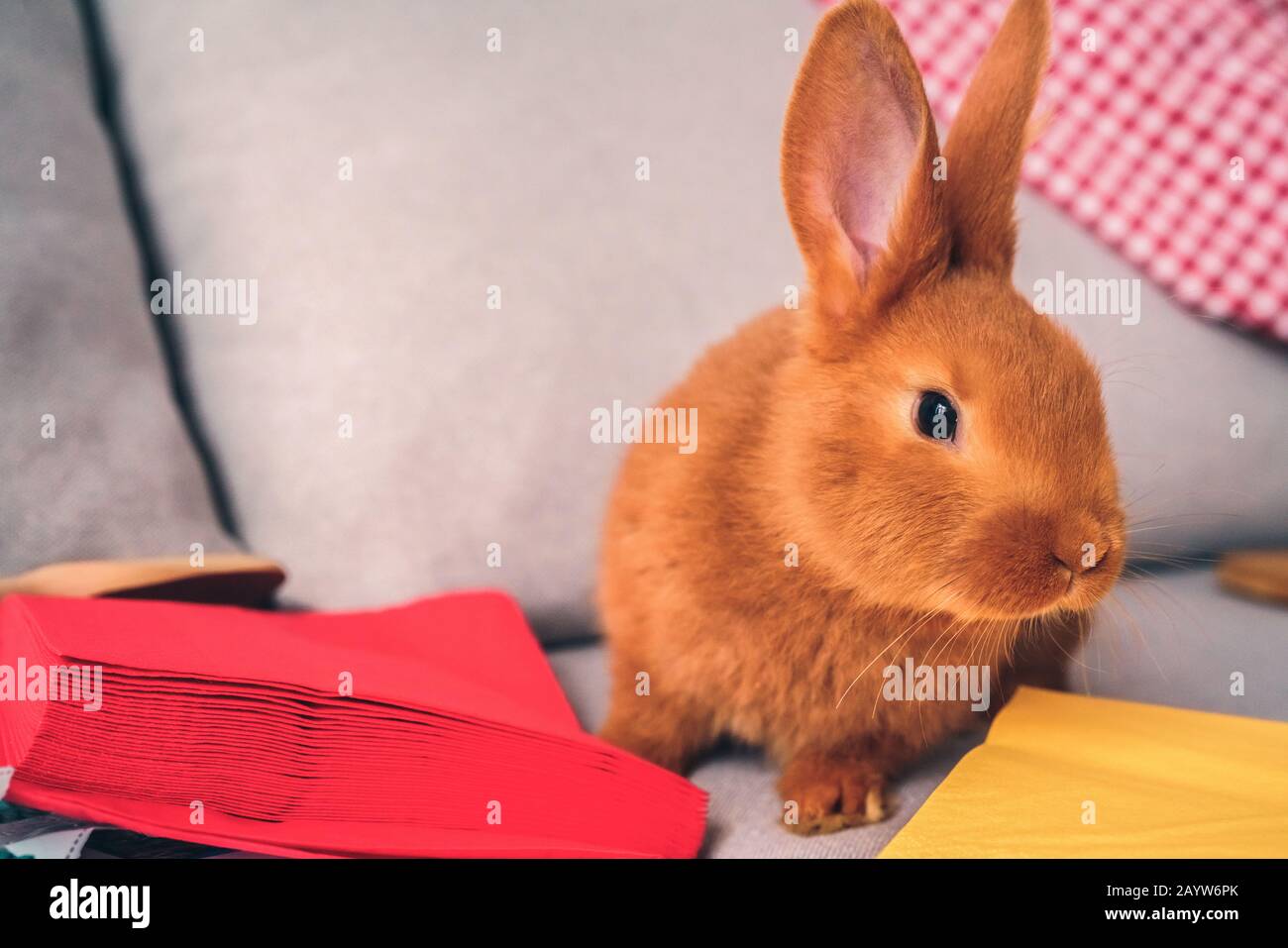 Coniglio marrone coniglietto vicino al palo con tovaglioli Foto Stock