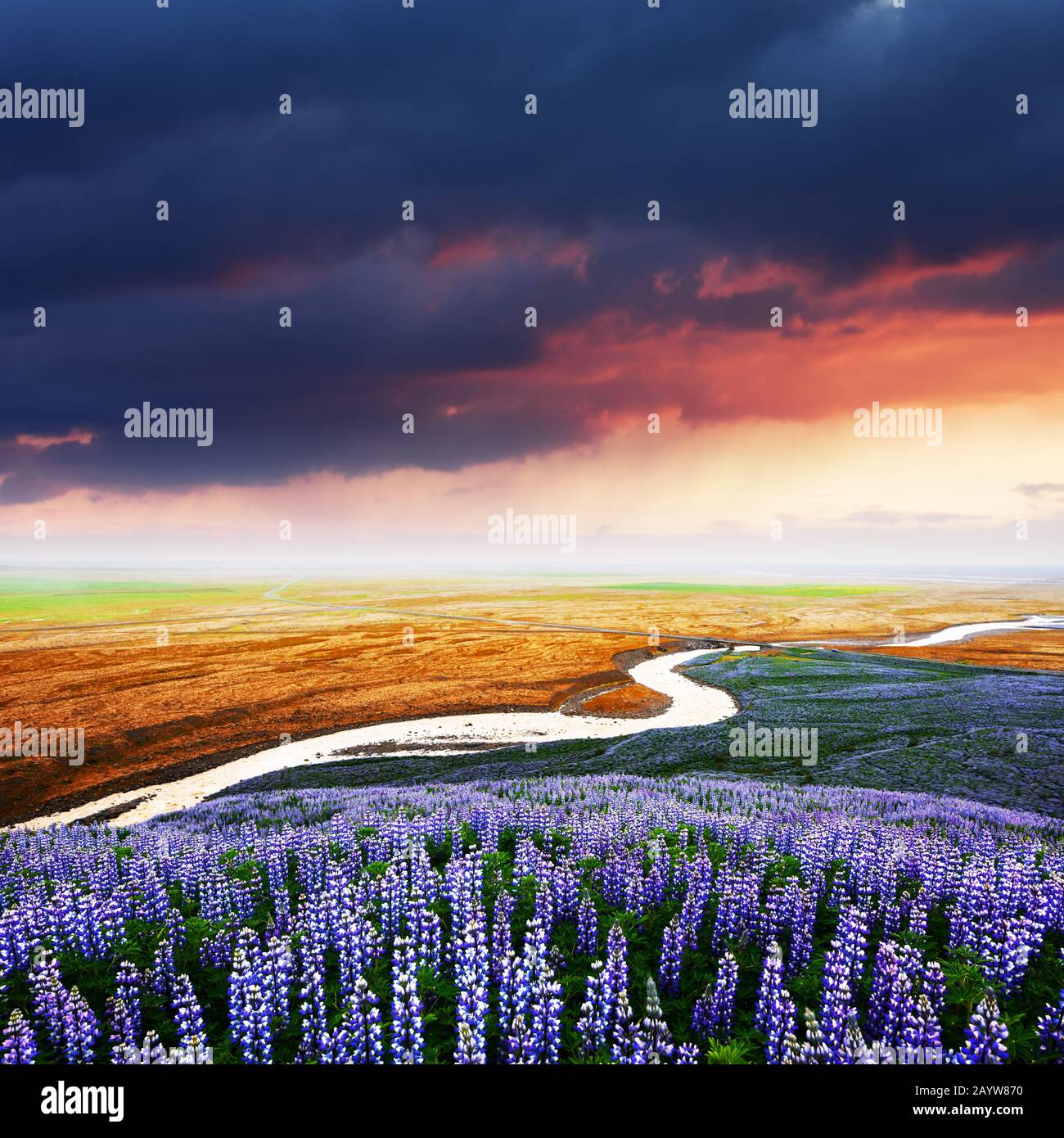 Splendido paesaggio con fiume, campo di fiori di lupino e colorato tramonto cielo. Islanda, Europa Foto Stock