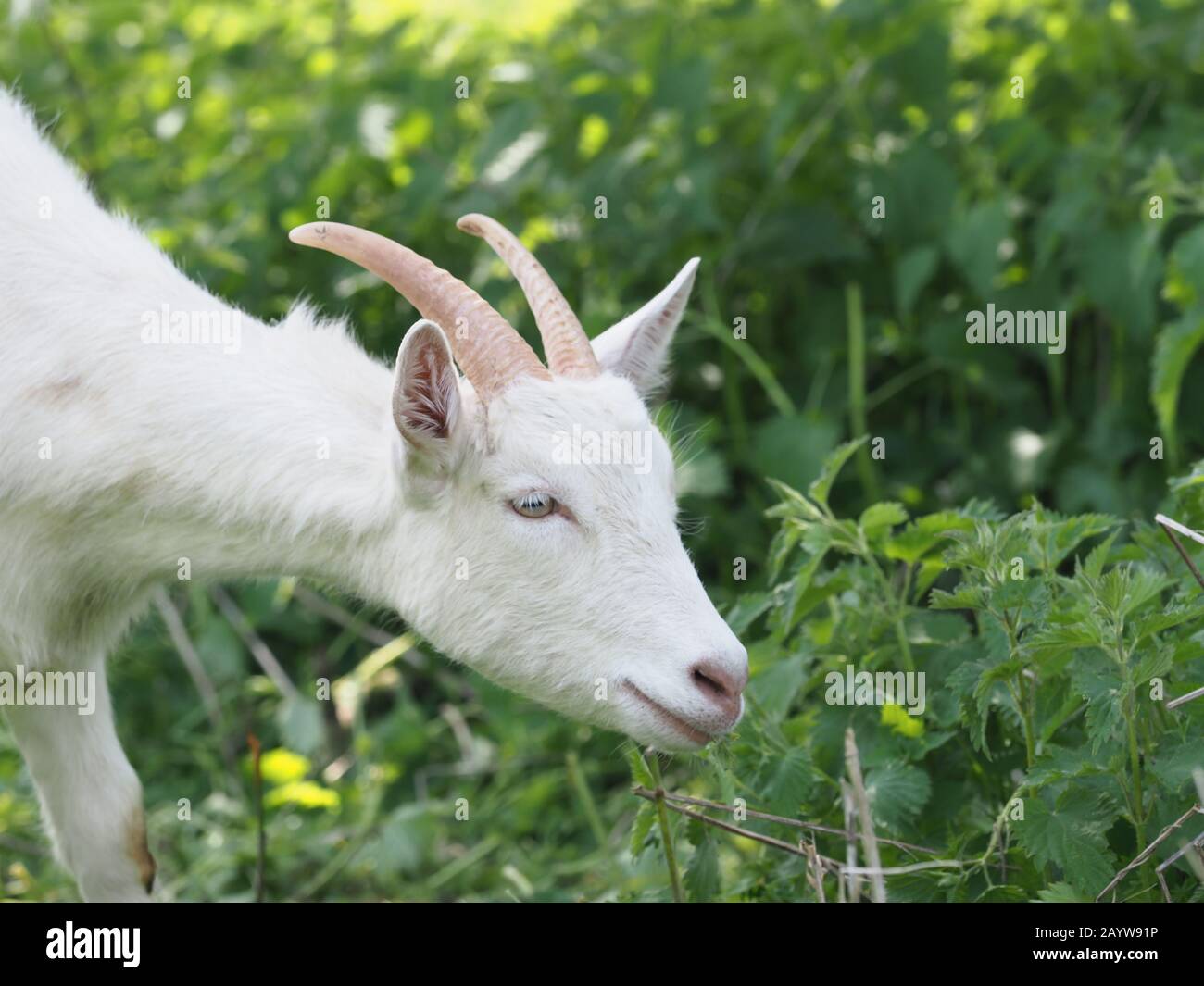 Una capra bianca carina con corna lunghe in un campo. Foto Stock