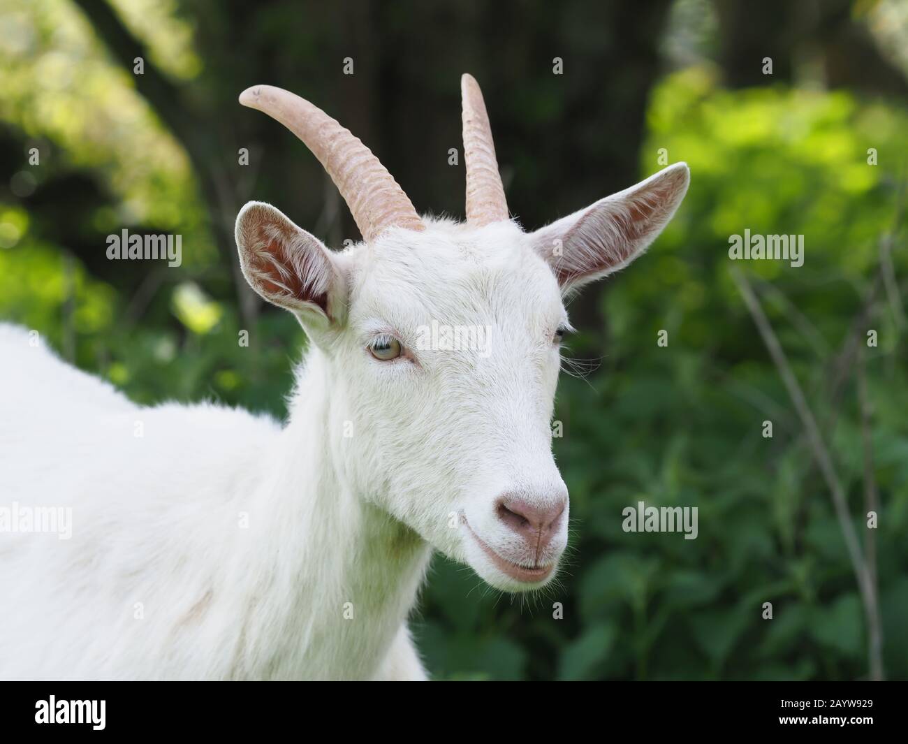 Una capra bianca carina con corna lunghe in un campo. Foto Stock