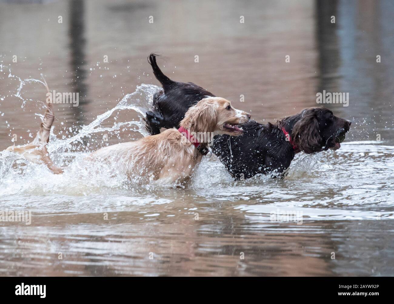 I cani giocano a Flood Water York dopo la tempesta Dennis. Foto Stock
