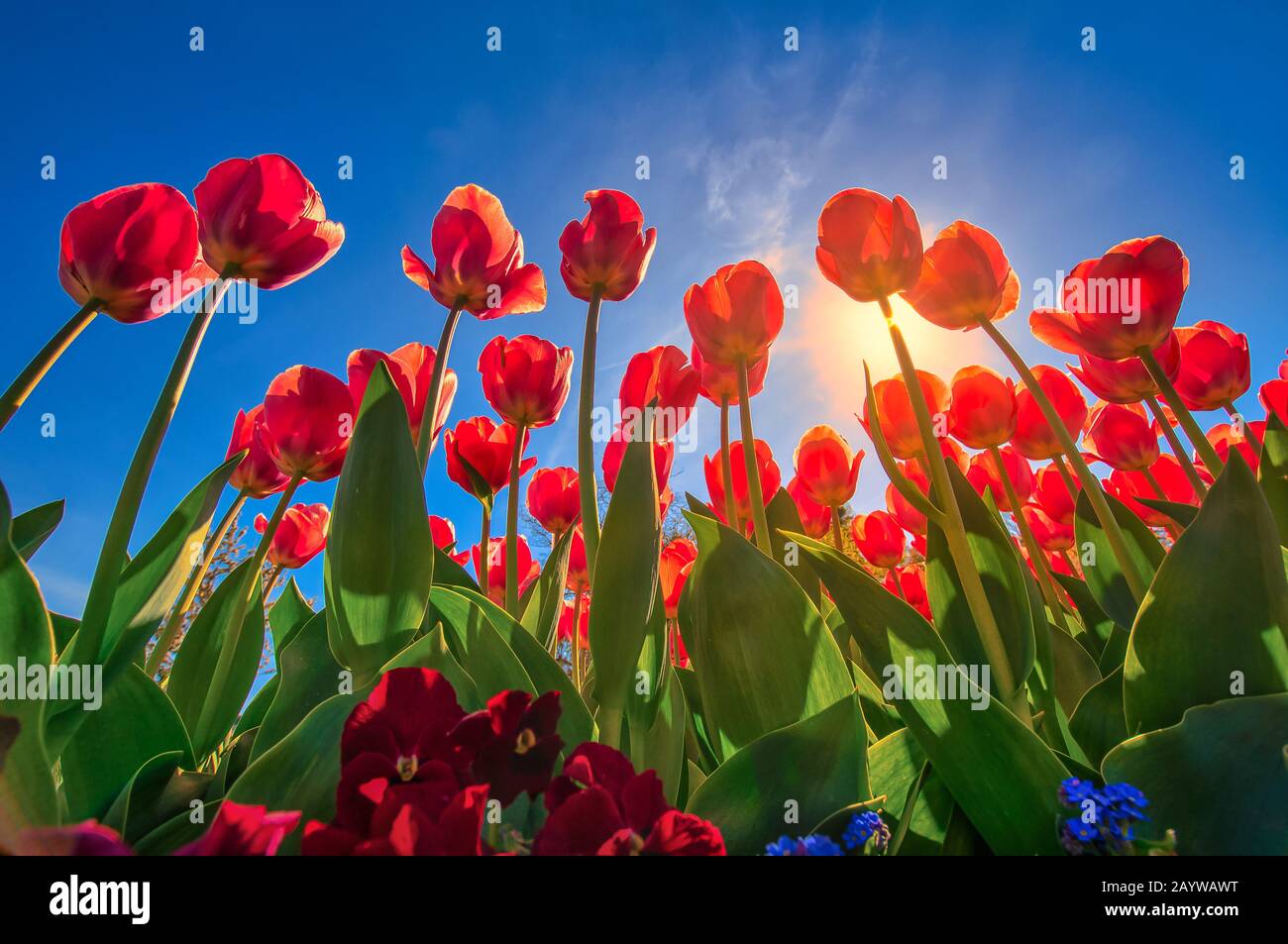 Un paesaggio magico con il sole su un campo di tulipano dalla prospettiva bassa. Foto Stock