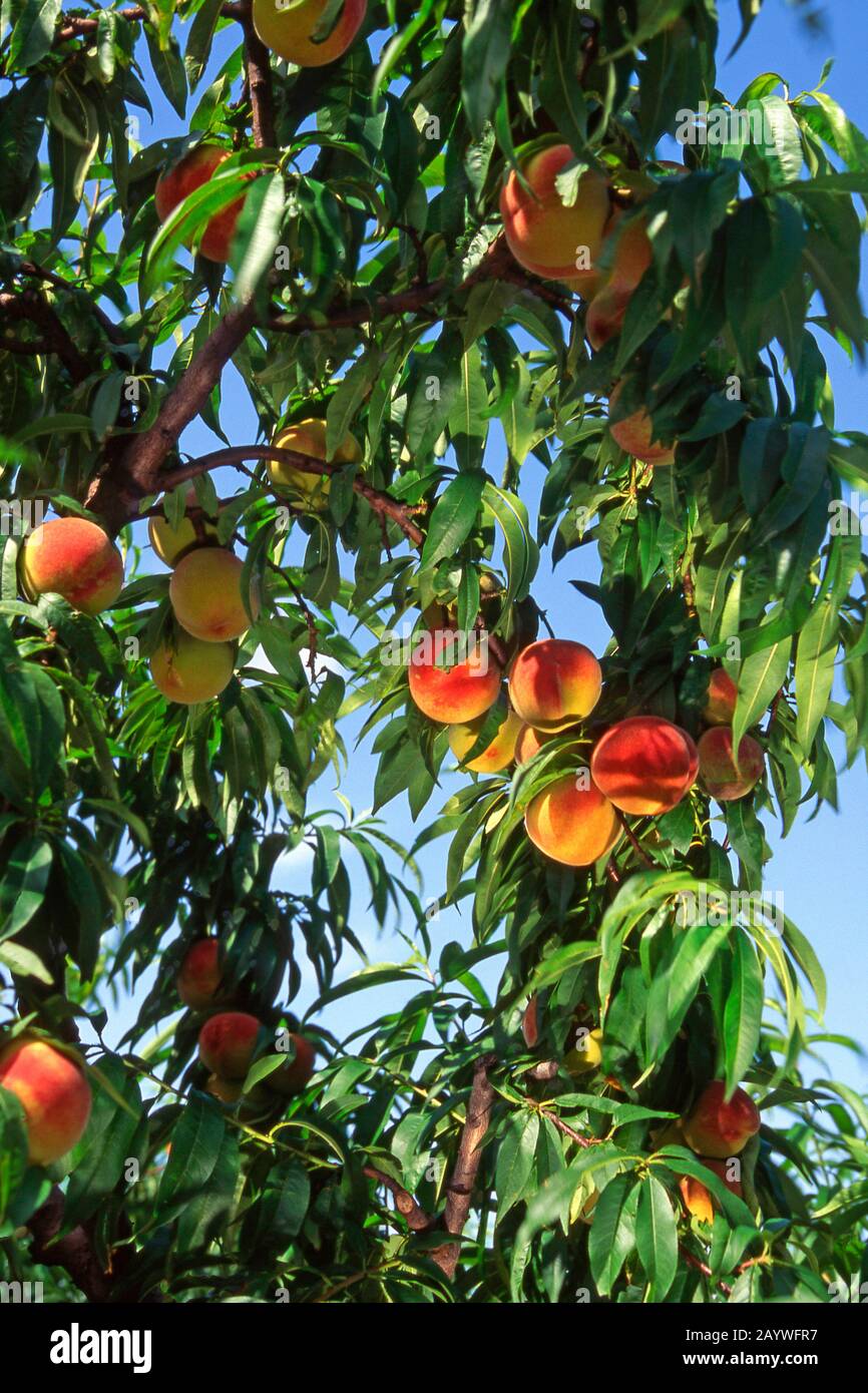 Frutti di pesche mature su un ramo, Provenza, Francia Foto Stock