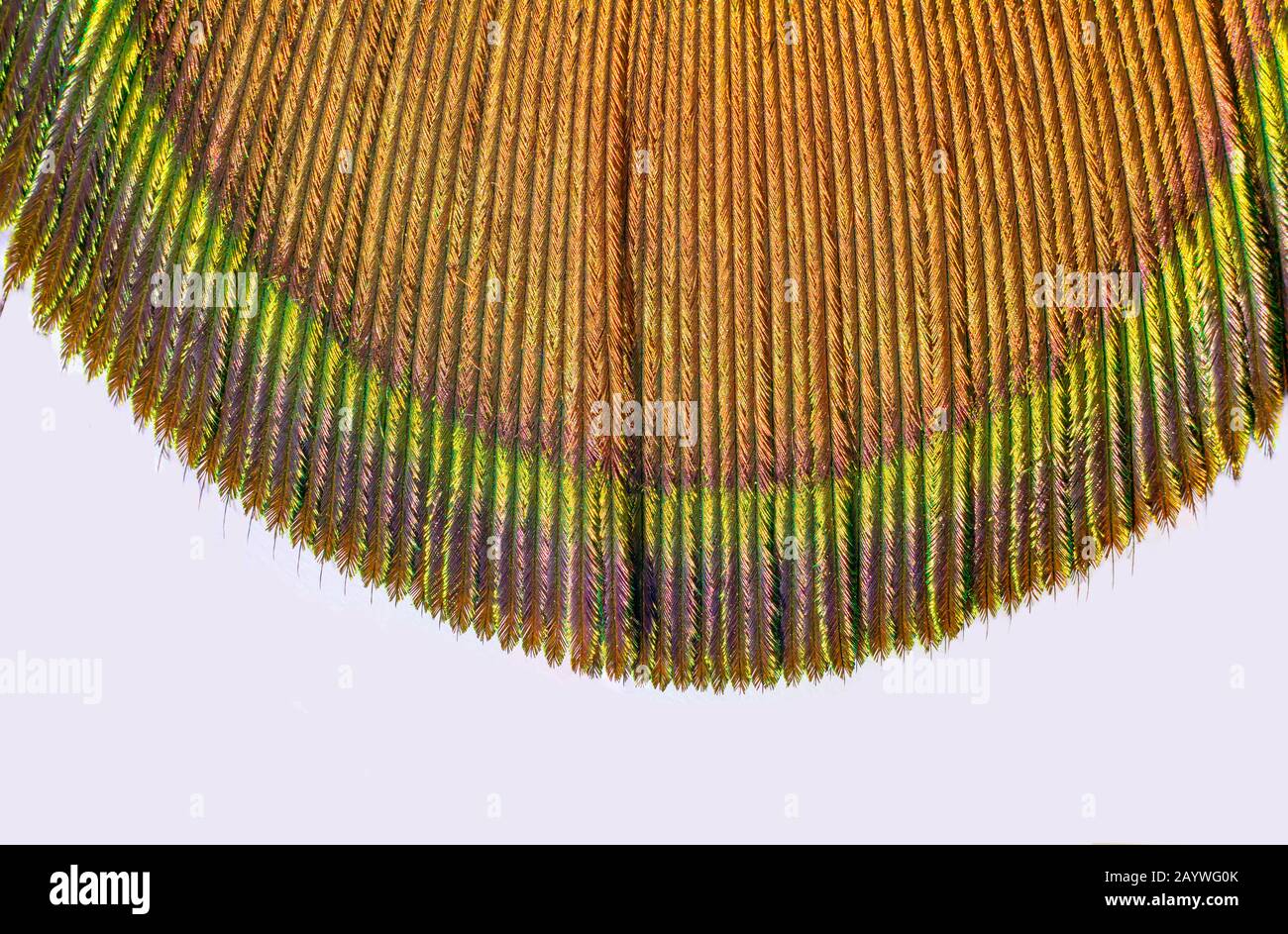 primo piano di pavone indiano texture coda colorata e patterns.pavone coda piume sfondo. Foto Stock