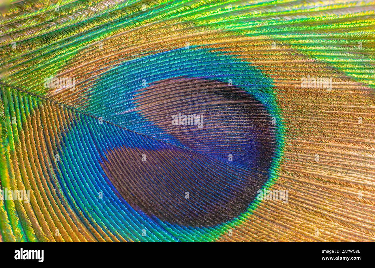 primo piano di pavone indiano texture coda colorata e patterns.pavone coda piume sfondo. Foto Stock