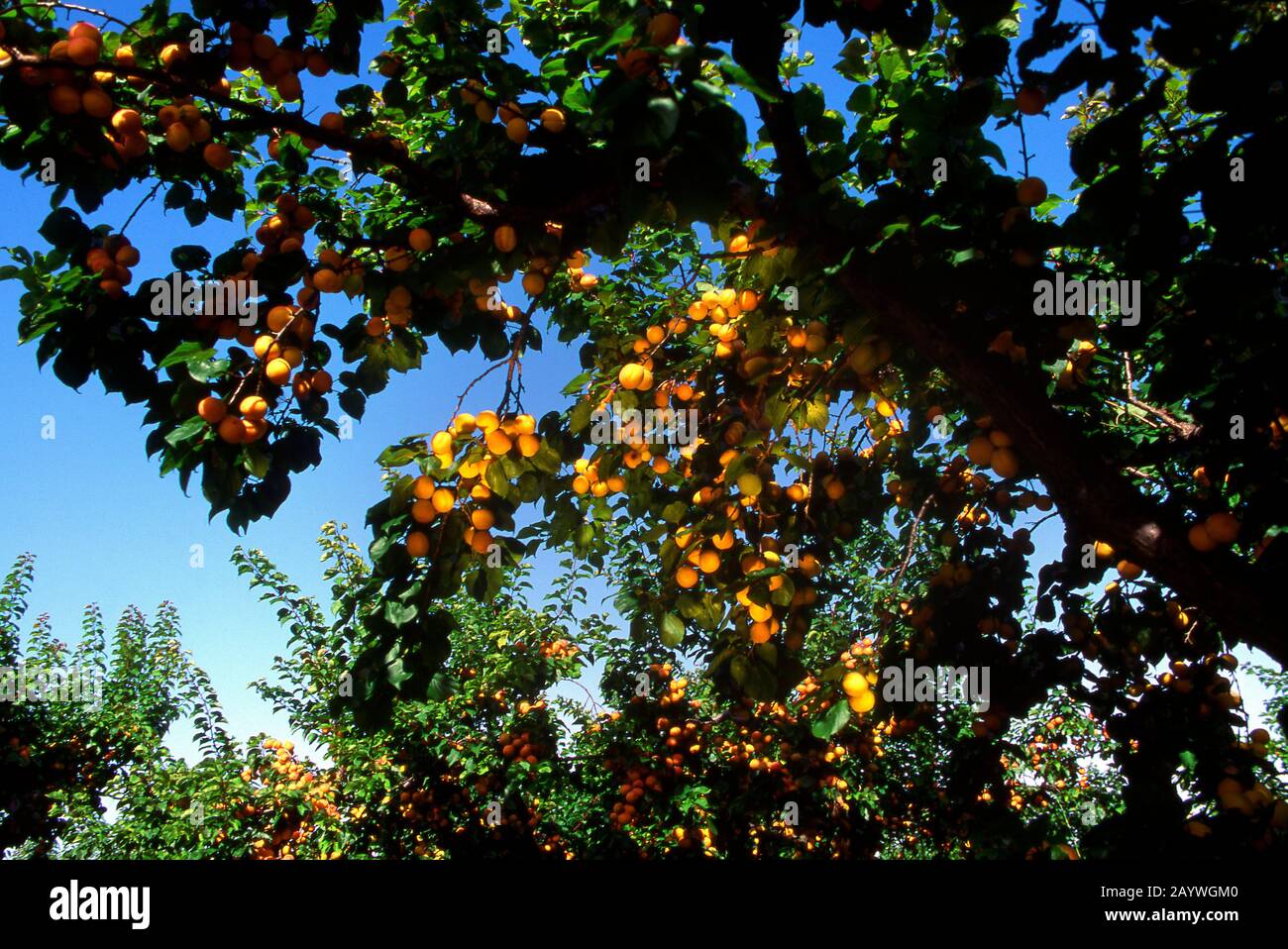 Albicocche alberi in Provenza, Francia Foto Stock