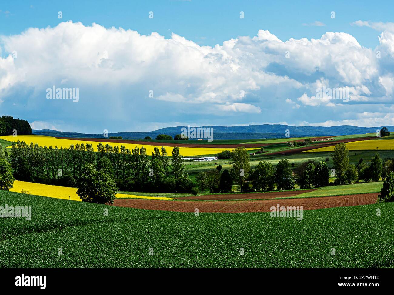 Il verde e il giallo in primavera - Hessian paesaggio rurale, Germania Foto Stock