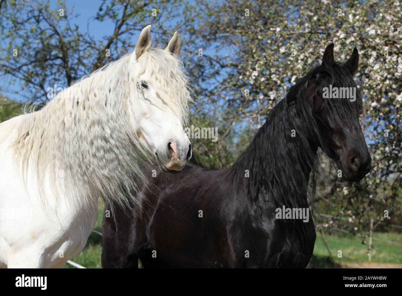 Bianco cavallo andaluso con cavallo nero friesiano in primavera Foto Stock