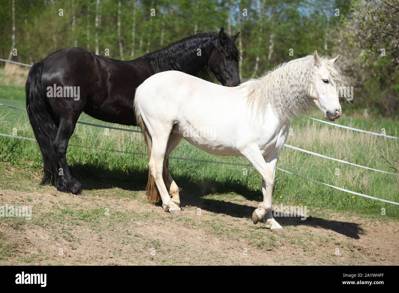 Cavallo Andaluso Immagini E Fotos Stock Alamy