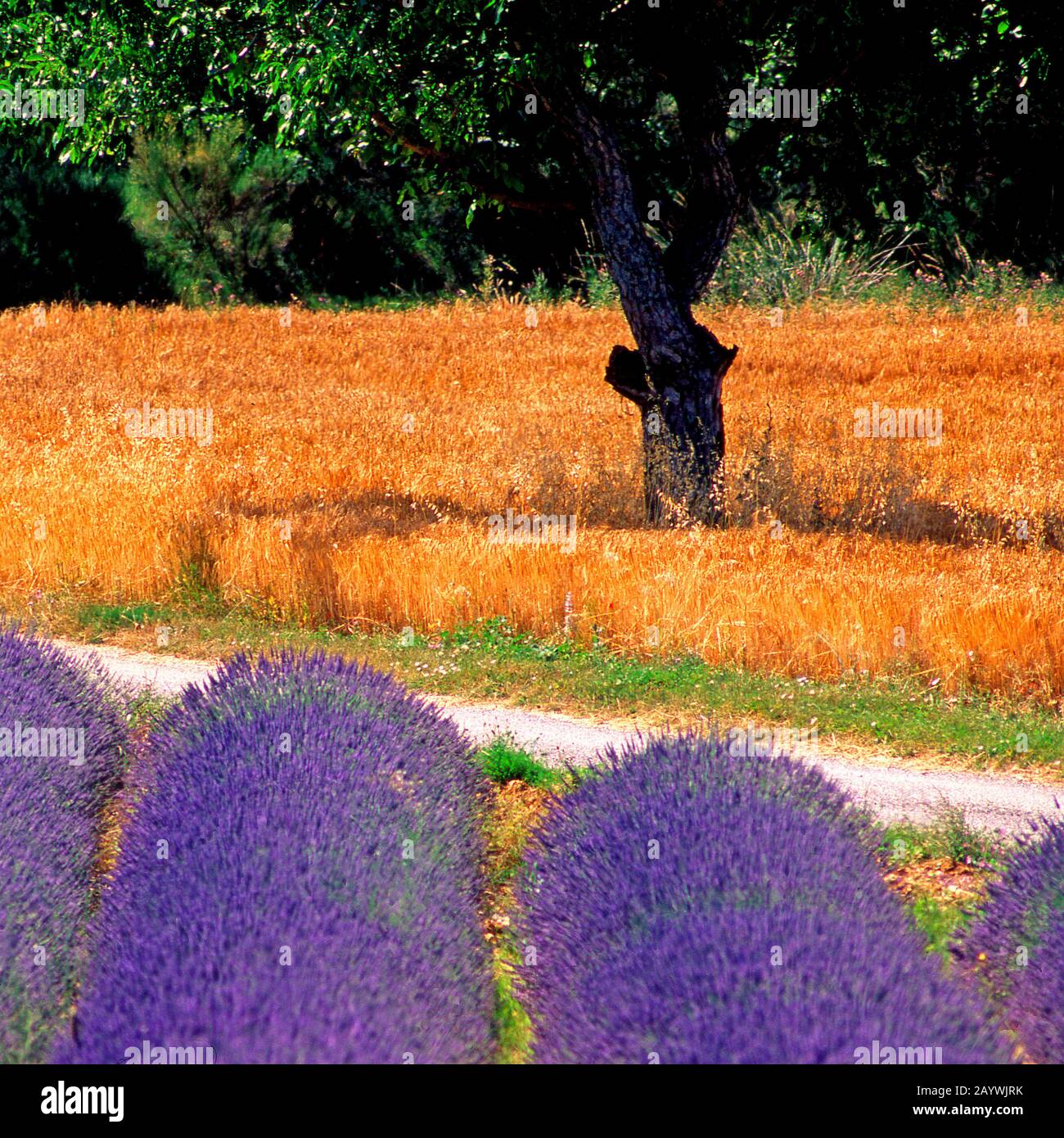 Albero in un campo di lavanda, Plateau de Valensole, Alpes de Haute Provence, Provence-Alpes-Côte d'Azur, Francia Foto Stock