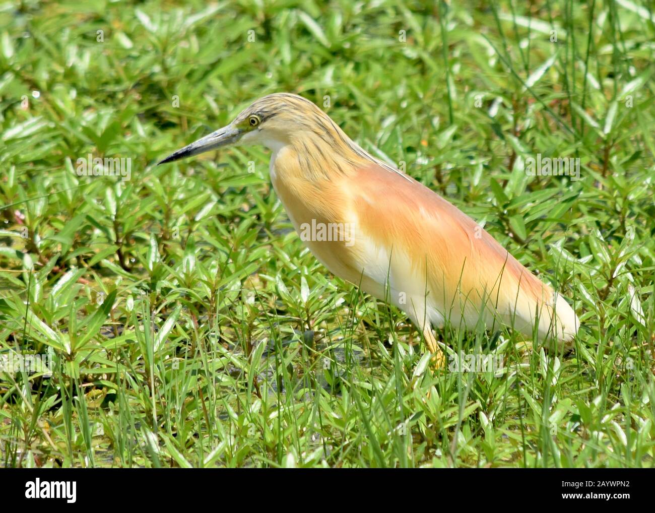Un eroe Squacco a caccia di preda. (Ardeola ralloides) Parco Nazionale Amboseli, Kenya Foto Stock