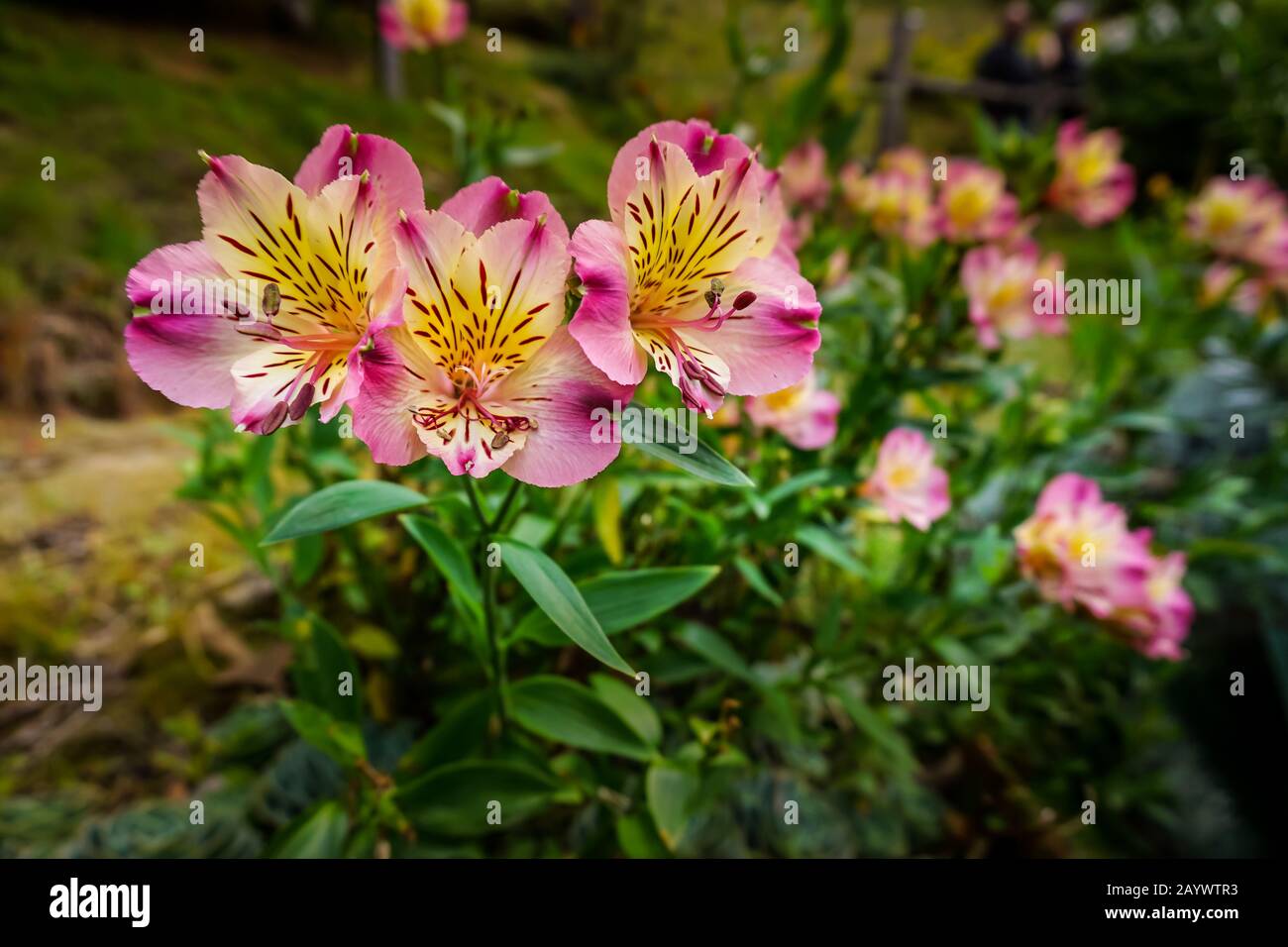 Closeup di alstroemeria viola rosa o gigli peruviani Foto Stock