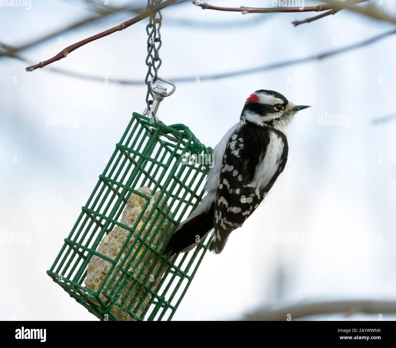 Maschio Picchio Roverella, Picoides pubescens, su alimentatore suet Foto Stock